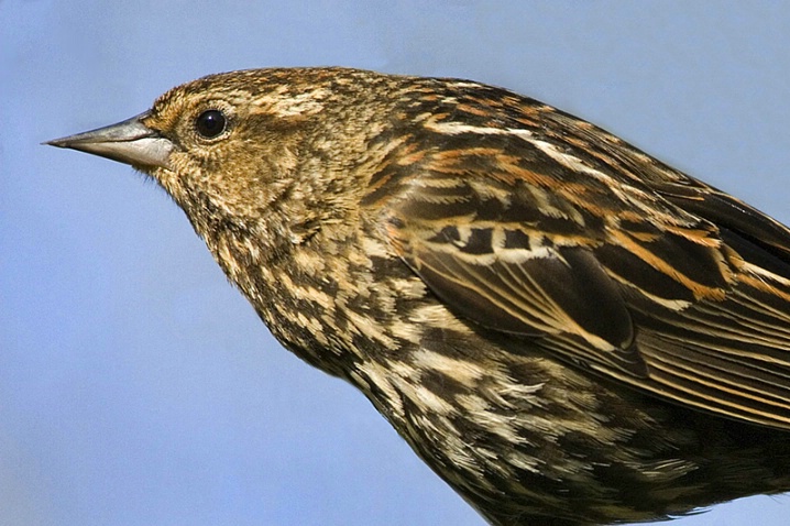 Red-Winged Blackbird (Female) Closeup - ID: 2056572 © John Tubbs