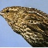 2Red-Winged Blackbird (Female) Closeup - ID: 2056572 © John Tubbs