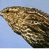 2Red-Winged Blackbird (Female) Closeup - ID: 2056572 © John Tubbs
