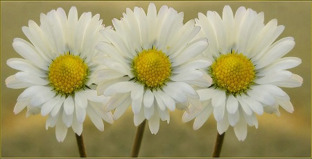 Daisies