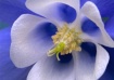 Aquilegia  - Macr...