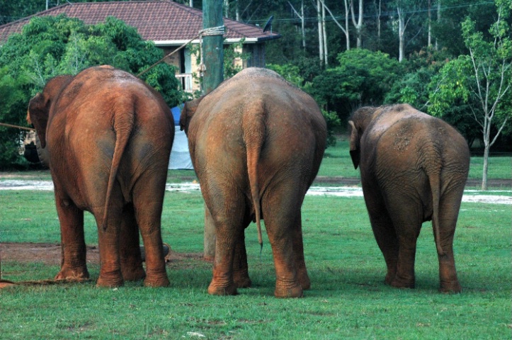 Elephant Bums