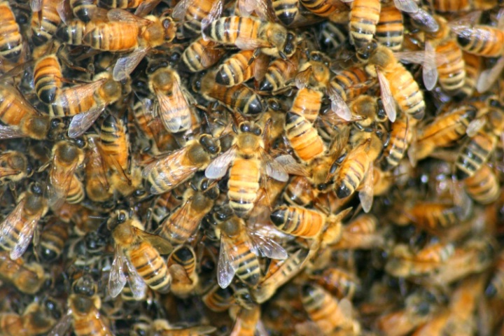 Bee-Hiveior Problems