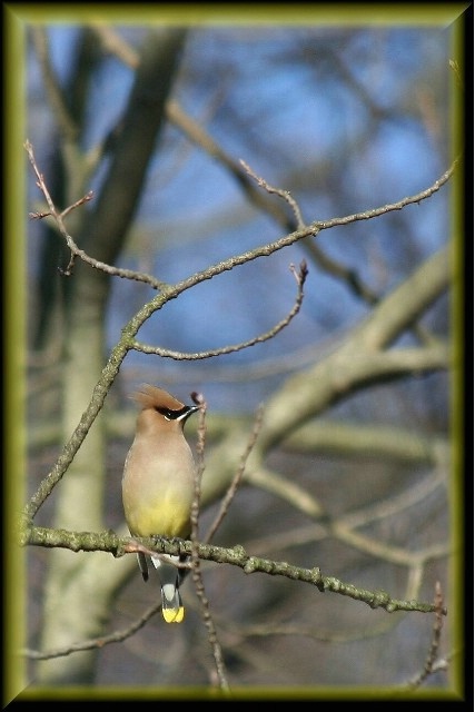 Waxwing