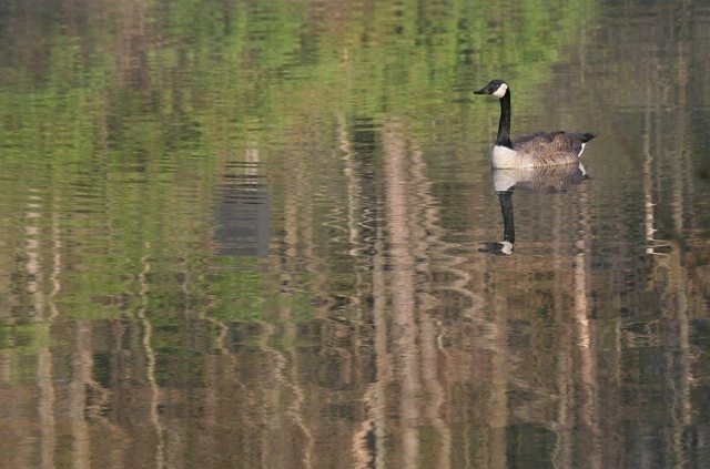 Reflecting