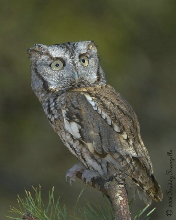 Screech Owl