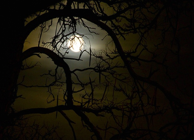 Moon Branches