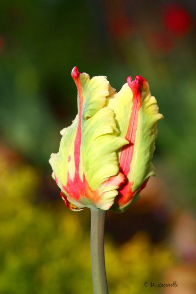 Fancy Tulip.