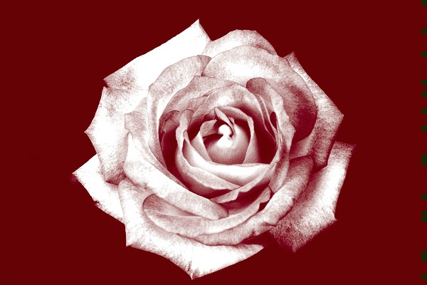 Rose high contrast