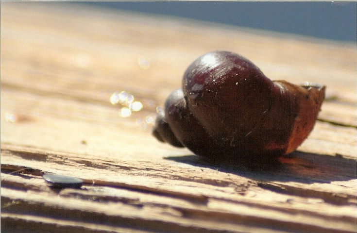 Snail shell on wood rail