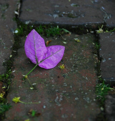 Shades of Purple