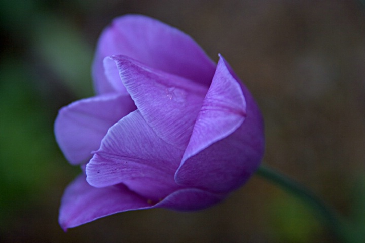 Lavender Tulip at Twilight