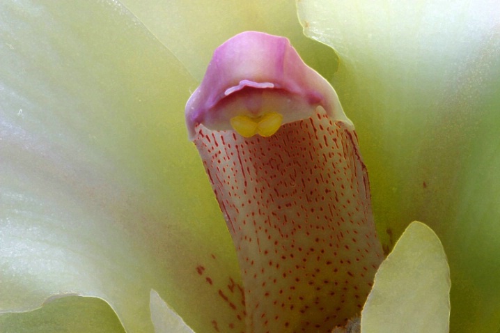 orchid macro