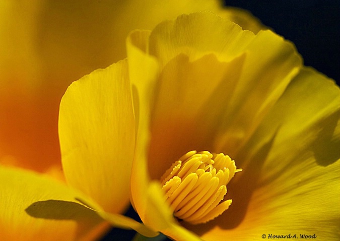 Poppy-Arizona