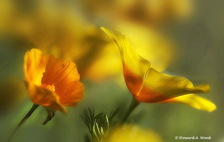 Poppies On Display
