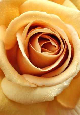 Butterscotch Rose