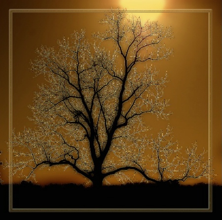 Golden Sunset Tree
