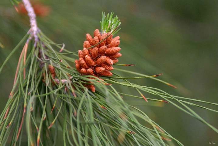 Future Pine cone