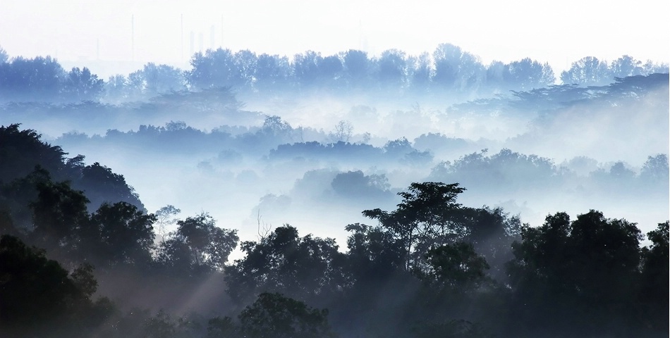 Misty Morning