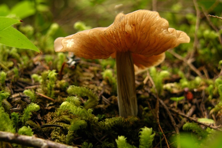 Mushroom, Mt. Ranier