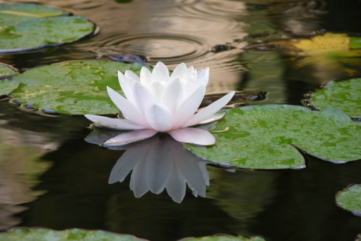 Water Lily, Huntington Library