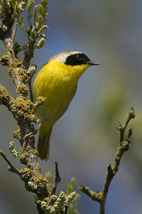 Common Yellowthroat Gleaning