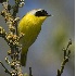 2Common Yellowthroat Gleaning - ID: 2074780 © John Tubbs