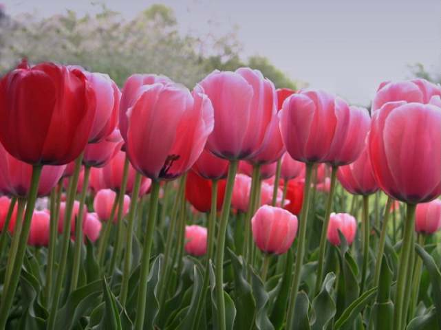 Tulips Galore