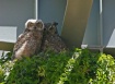 Nesting Owls