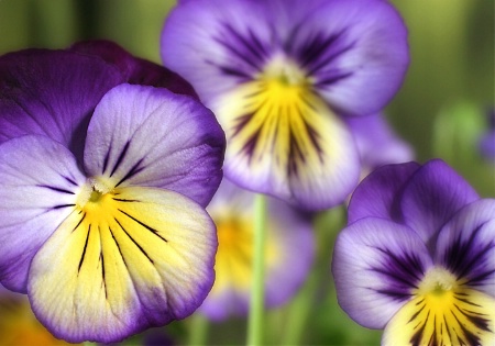 Pretty Purple Pansies