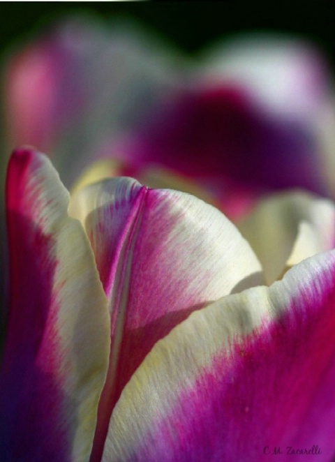 Purple and White Tulip