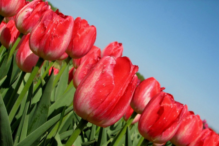 Field of Red & White