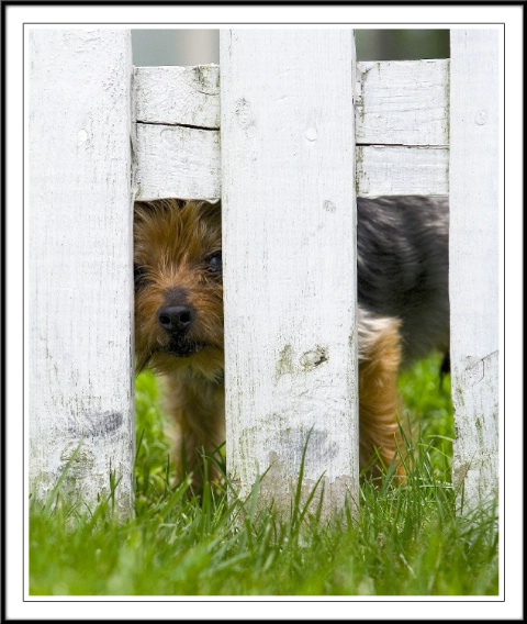 peeking thru the picket fence
