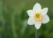 ~ Daffodil ~