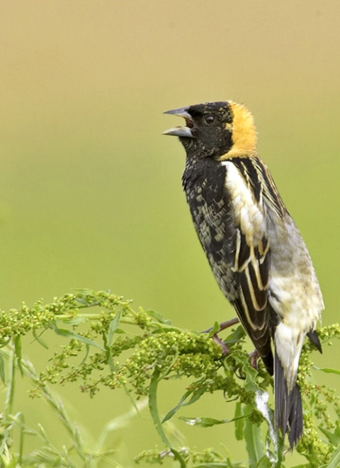 Bobolink singing