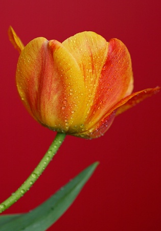 Tulip #3