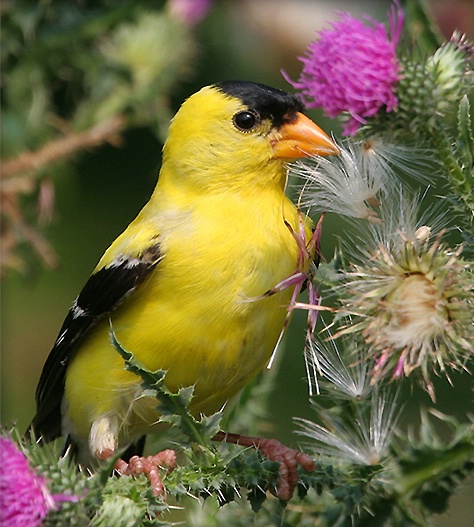 Gold finch & thistle seed