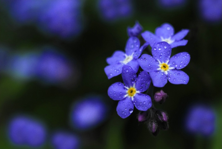 Forget-me-nots