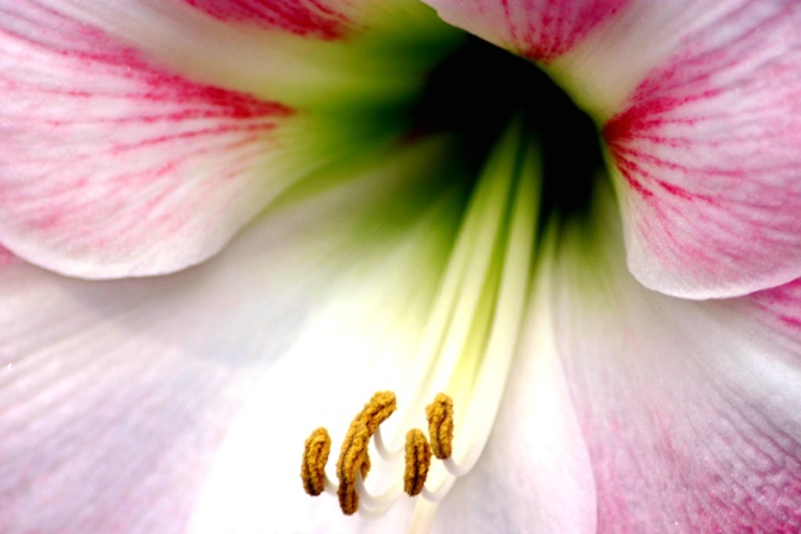 Amaryllis Heart