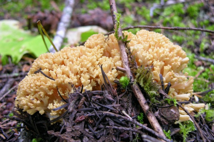 Coral Fungus, I think . . .