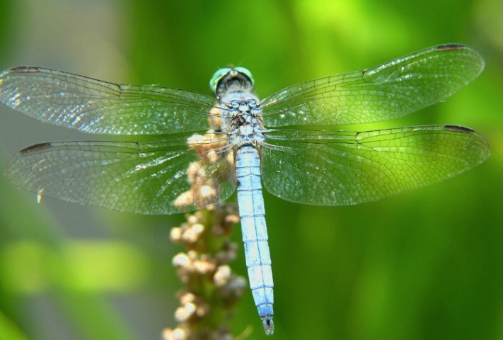 Dragonfly, Fullerton Arboretum