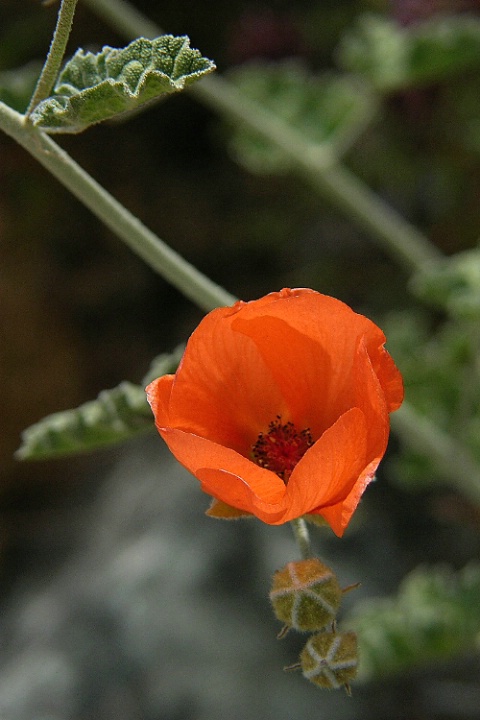 Mallow, Mojave, March 2005