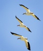 Pelicans Leaving