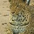 © Shirlee Cunningham PhotoID# 2084899: Royal Leopard