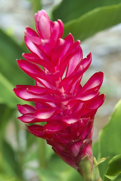 Alpinia Purpurata - "Red Ginger"