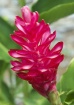 Alpinia Purpurata...