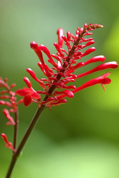 Tropical flower