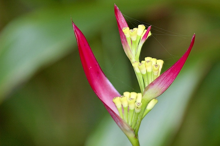 Heliconia