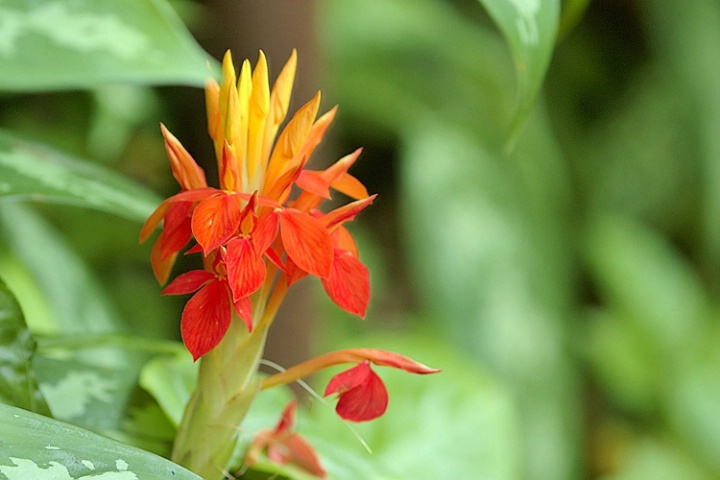 Tropical flower