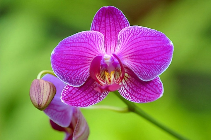 Phalaenopsis Orchid